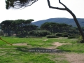 pineta_G.Baratti2